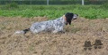 Setter Anglais GHANDI DU VAL LIVENNE Setter Anglais GHANDI DU VAL LIVENNE
